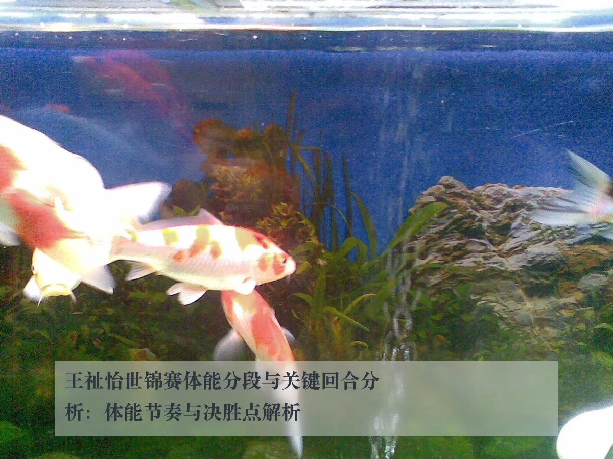 王祉怡世锦赛体能分段与关键回合分析:体能节奏与决胜点解析